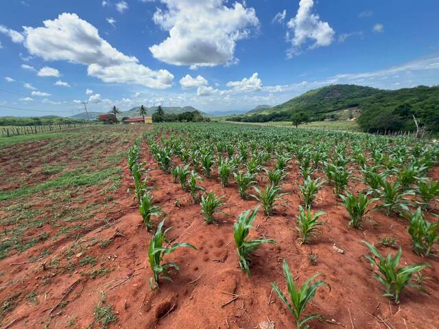 Chácara para Venda em Guanambi - 5